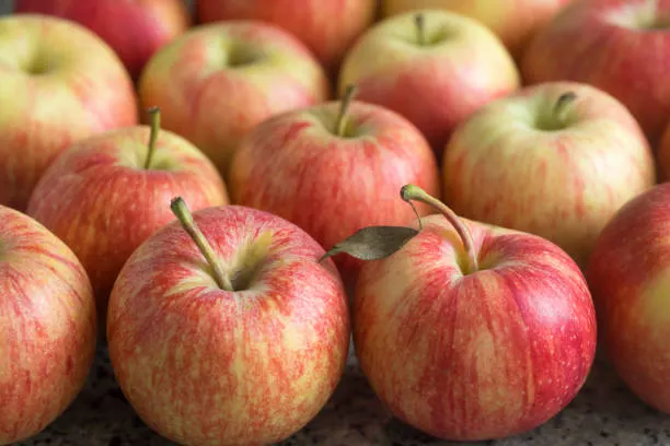 Gala Apple